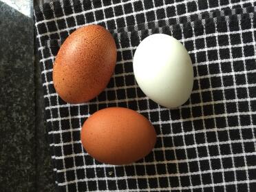 Bio-eier 