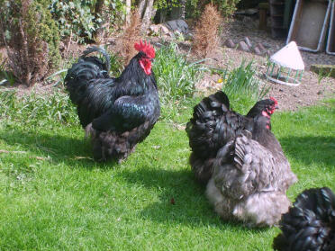 Orpington-hühner auf gras