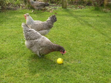 3 hühner, von denen eines einen ball pickt