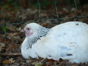 Huhn sitzend neben Omlet hühnergehege