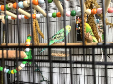 Marshmallow, die schwabbelbirne