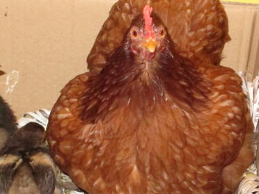 KFC, die mit ihren Schwestern in Holzschale und Eiern als entkommen dargestellt ist
