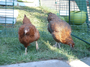 (Erster Tag) Ein kleiner Schritt für Hühner, ein großer Sprung für Hühner!