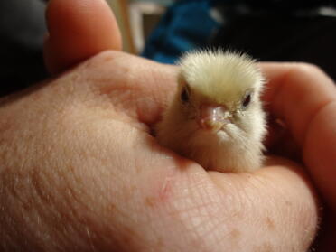 Baby japanische Wachtel