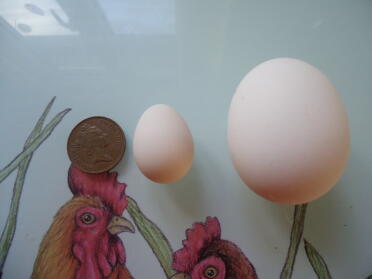 Serama-Ei neben einem polnischen Ei