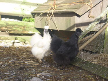schwarz-weiße Seidenhühner
