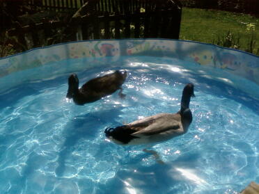 Zwei enten, die in einem planschbecken schwimmen.