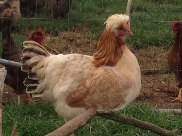 Golden Wheaton Sulmtaler Henne