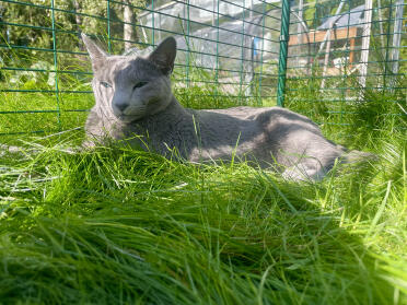 Sonnenanbeterin, jonesy