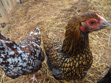 Annie die Gold geschnürte Wyandotte