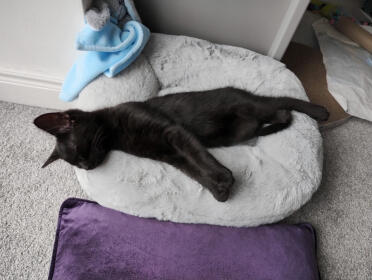 Soooo bequem, dass sie rufe nach essen ignorieren wird