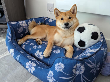 Smiley shiba in größe klein nest bett