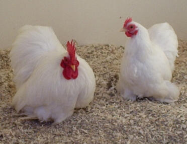 Meine zwei Pekins