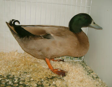 Dunkle campbell-ente im käfig