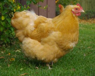 Buff orpington bantam huhn im garten