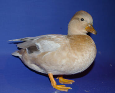 Ente