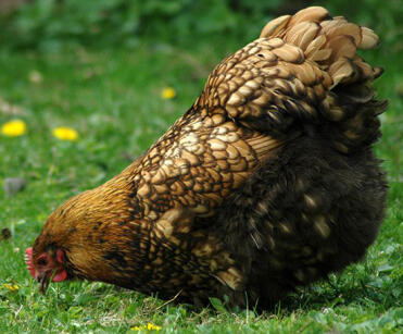 Gold geschnürte orpington im garten