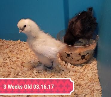 Guck dir den Silkie Rooster (gelb) und Meep the Silkie Pullet (schwarz)