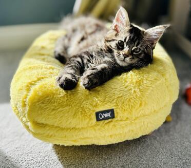 Ich liebe mein neues bett😻