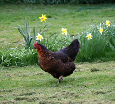 Huhn im garten