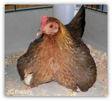 Meine Broody Hen