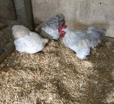 Trio von Porzellan Pekins