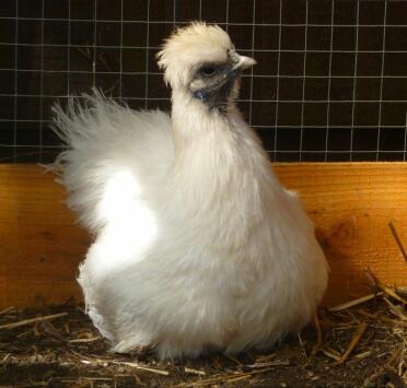 Ein seidenhuhn, das auf seinem nest sitzt