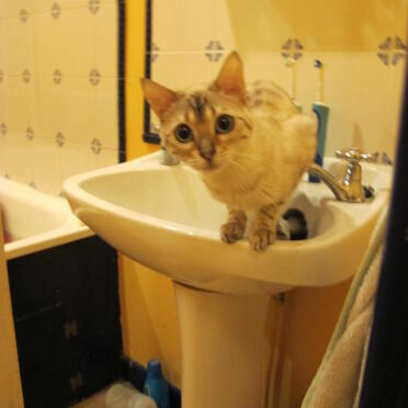 Ich mag Becken