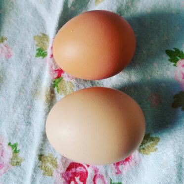 Zwei Eier heute !!