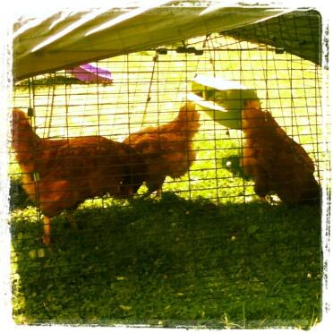 Meine 3 neuen hühner kamen während des wimbledon-finales der männer an :)