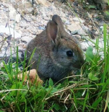 Baby Hase