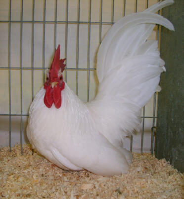 Japanisches huhn