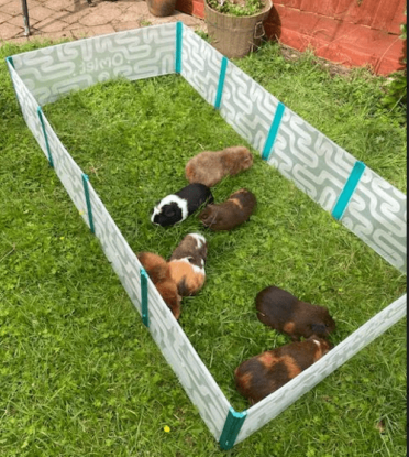 Meine meerschweinchen genießen den platz im laufstall sehr!