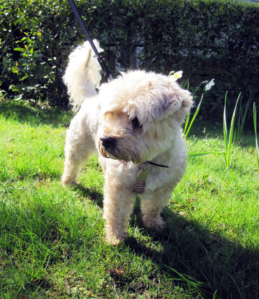 Molly Mop