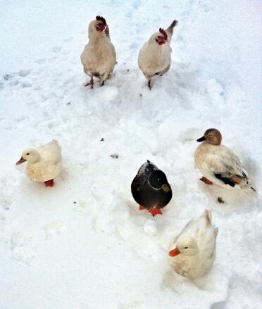 Ruft Enten im Schnee