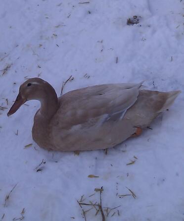 Ente legen in Snow