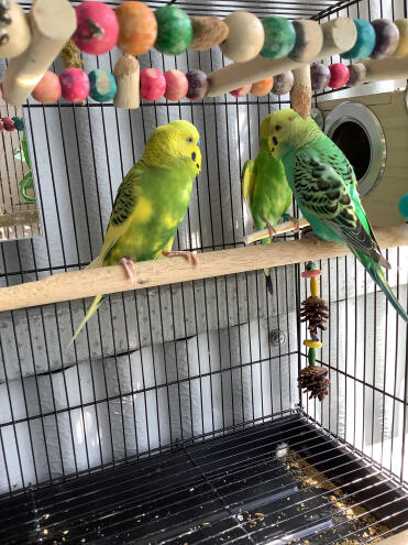Meine schwabbelbirne