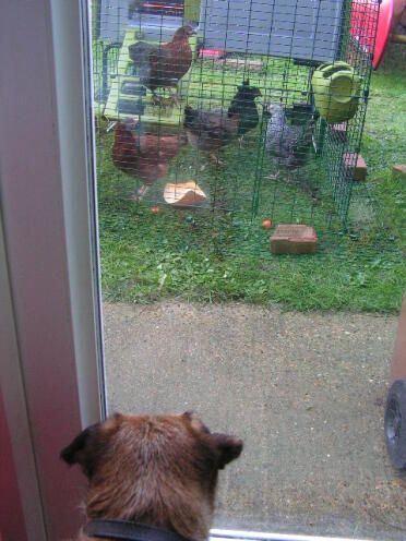 Kenzie, unser Border Terrier, überprüft ihre neuen Freunde
