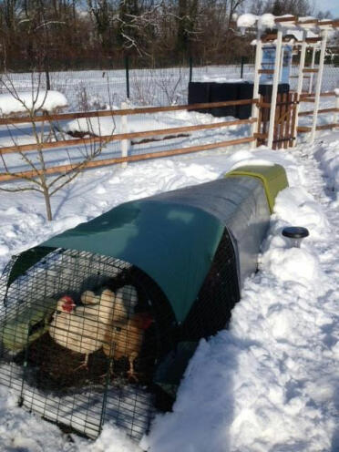 Die hühner haben es sich auf Eglu gemütlich gemacht Go, auch bei temperaturen von minus 12 grad in frankreich