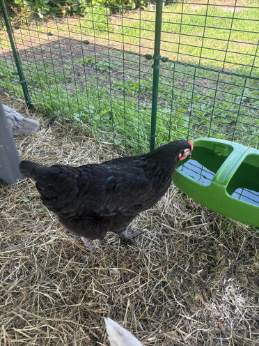 Die tränke ist perfekt, was das fassungsvermögen angeht! die qualität ist wirklich top 👍🏼 ; ich habe sogar eine zweite gekauft, um mehrere wasserstellen für meine hühner zu haben 🐓🐓.
