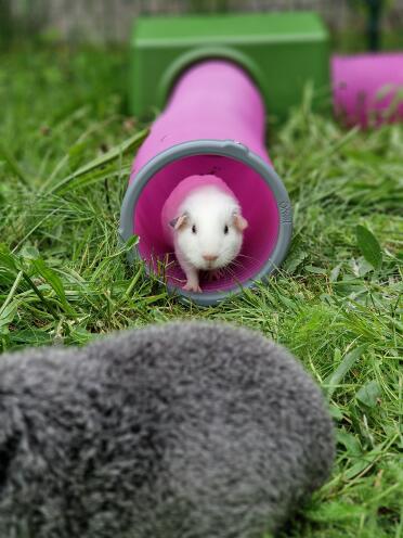 Meerschweinchenbaby in seinem tunnel