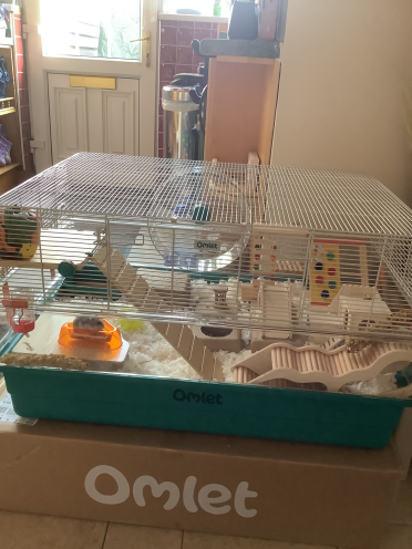 Remy, der glückliche hamster in ihrem neuen käfig.