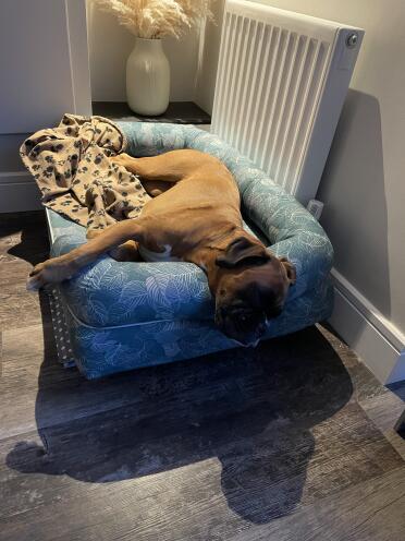 Unsere pippa hat sich sehr gut eingelebt und ist glücklich in ihrem neuen bett! 