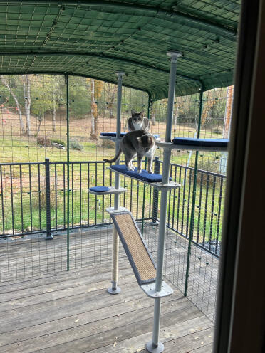 Sie sind so glücklich mit ihrem catio.