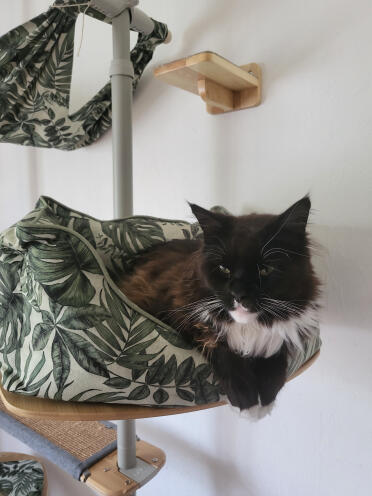 Stoffel liebt sein Katzennest. Zum kuscheln 