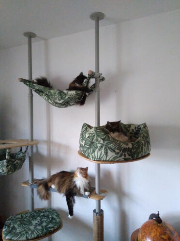 Was für ein toller Kratzbaum. Meine Katzen lieben ihn.