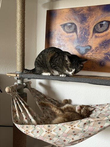 Deppie und Dexter 