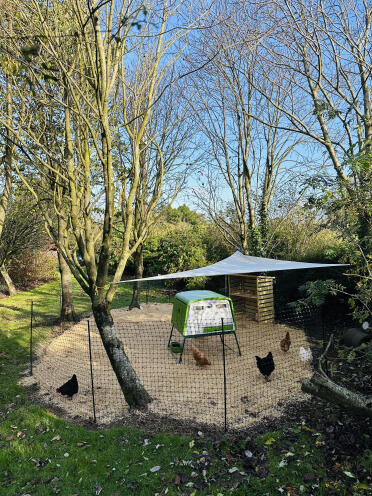 Die mädchen sind in ihrem wintergarten fertig, dank Omlet 🐓. 