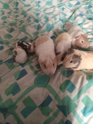 7 meerschweinchen