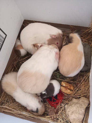 7 meerschweinchen